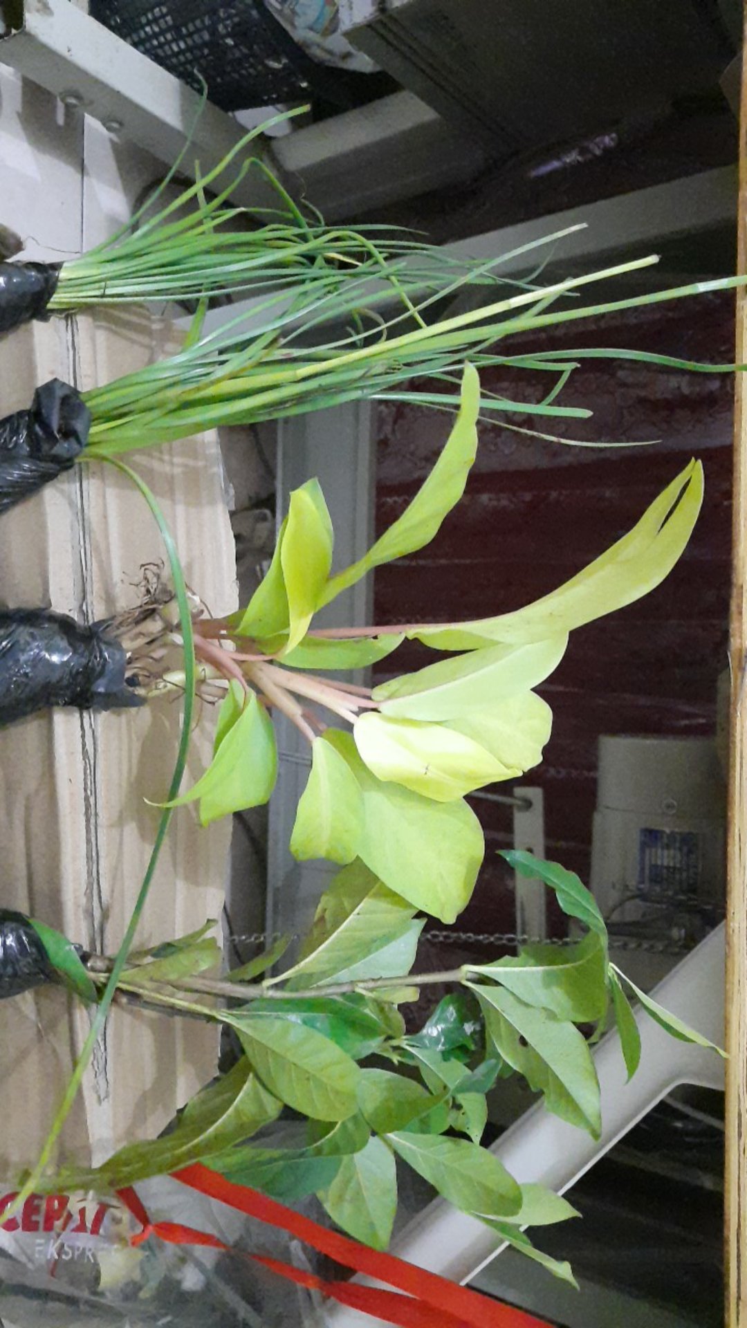 Tanaman Sirih Gading Centong /pohon Sirih Gading Centong /sirih Gading Daun Besar