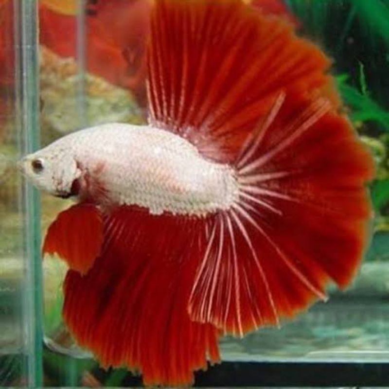 ikan cupang halfmoon red dragon