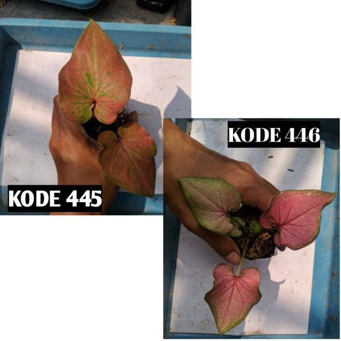 tanaman hias keladi hybrid ori biji kebun mas isinan pilih nomor kode