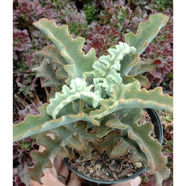 Kaktus sekulen kalanchoe keriting