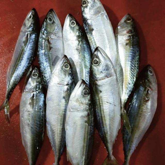 

Ikan kembung Banjar prozen size 8/10 1 kg