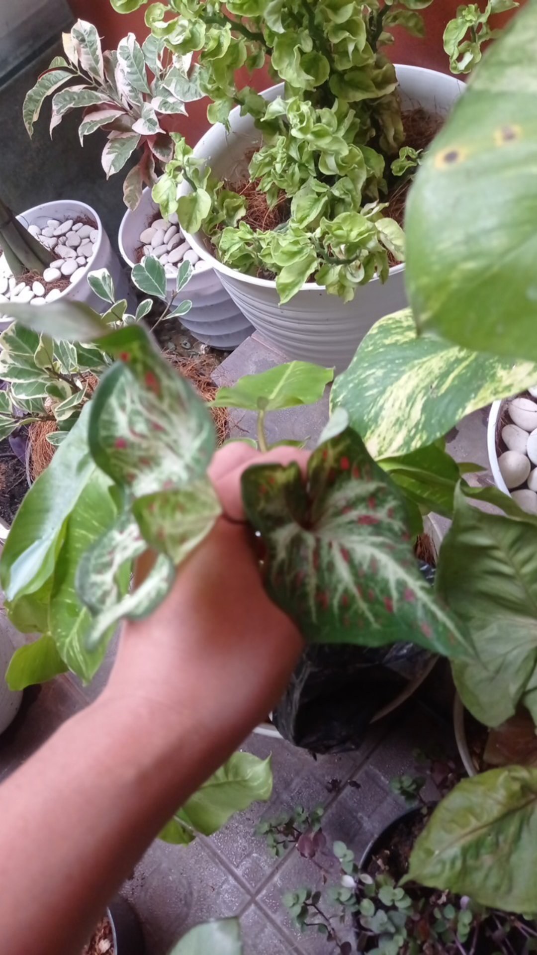 Tanaman Hias Daun Caladium Corong | Keladi Corong