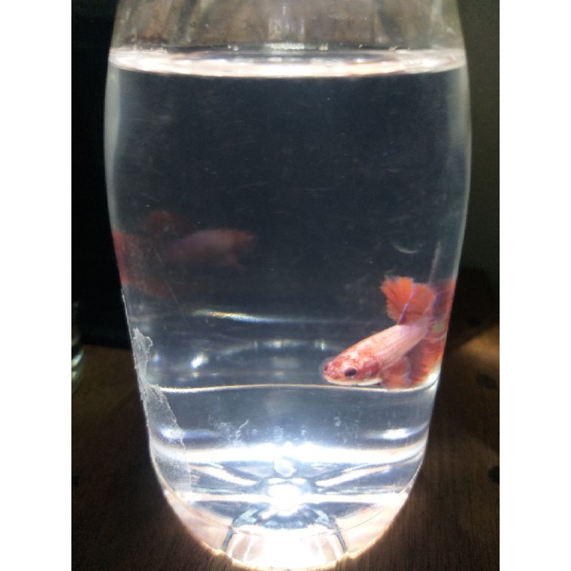 

ikan cupang dragon red