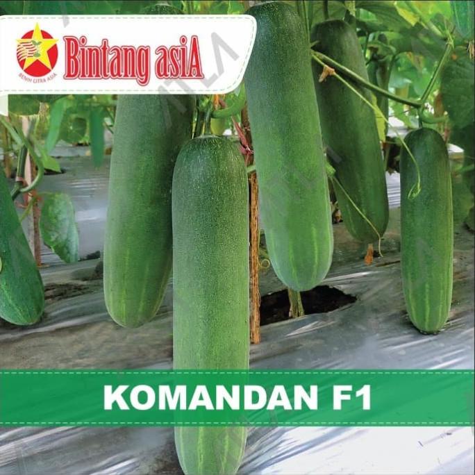 COD Benih Mentimun Komandan F1 Biji Sayur Timun Bibit Tanaman Bintang Asia