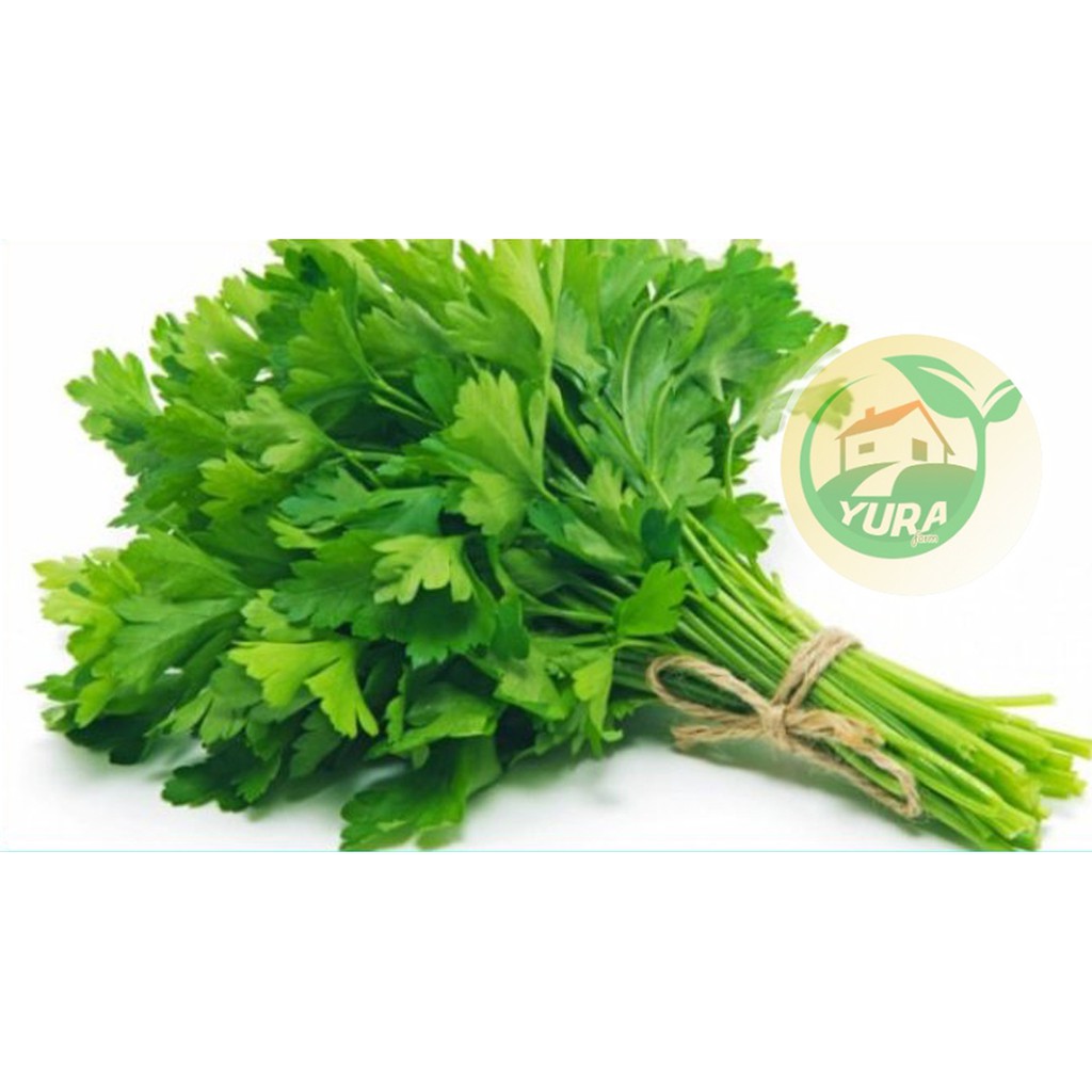 

SELEDRI Organik 100% Sayur Segar Organic