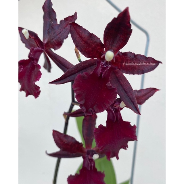 Oncidium Massai Dark Red