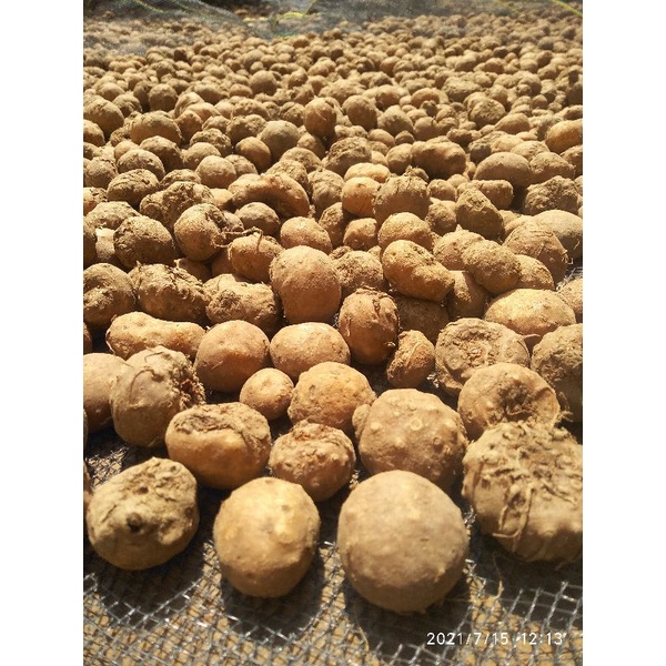 BIBIT PORANG TUNAS 1KG ISI 20 UP TERKECIL / BIBIT UMBI PORANG ASLI BERKUALITAS