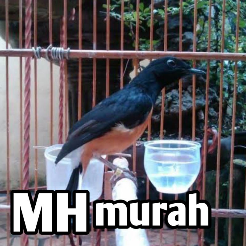 Burung Murai MH Batu Jantan Bunyi Bahan Ekor rusak/bondol