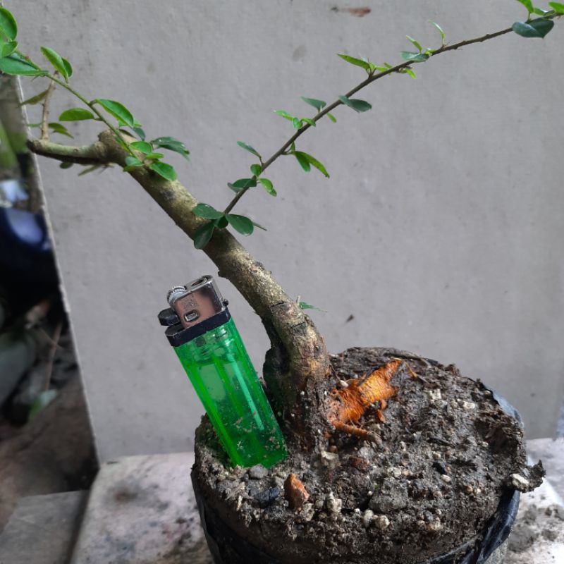 Bahan bonsai Sisir kaliage ( Maclura Cochinchinesia ) mame mamean
