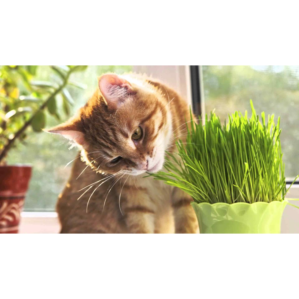 Bibit Benih biji Wheatgrass Seeds wheat grass Gandum  Rumput kucing