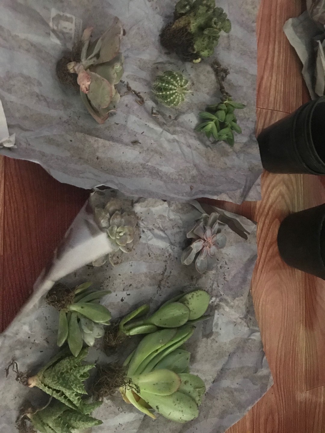 Kaktus Belimbing Parodia Owroot