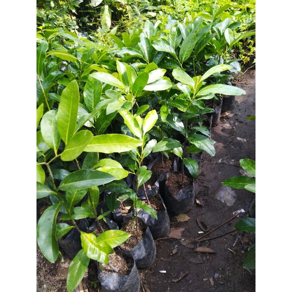 Bibit Buah Black Sapote Okulasi