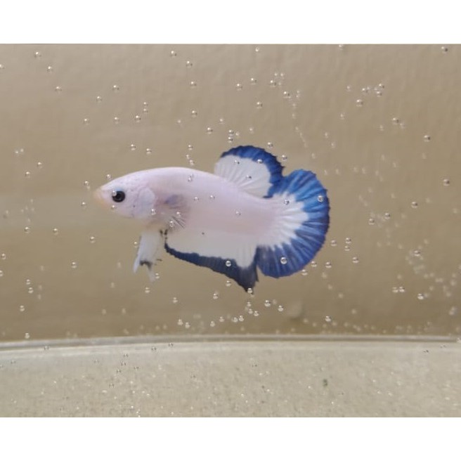 Ikan cupang Blue rim Clean Body bahanan line Thailand ori