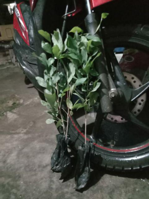 Ready Bibit Buah Leci Biwa Berbuah Dan Berbinga