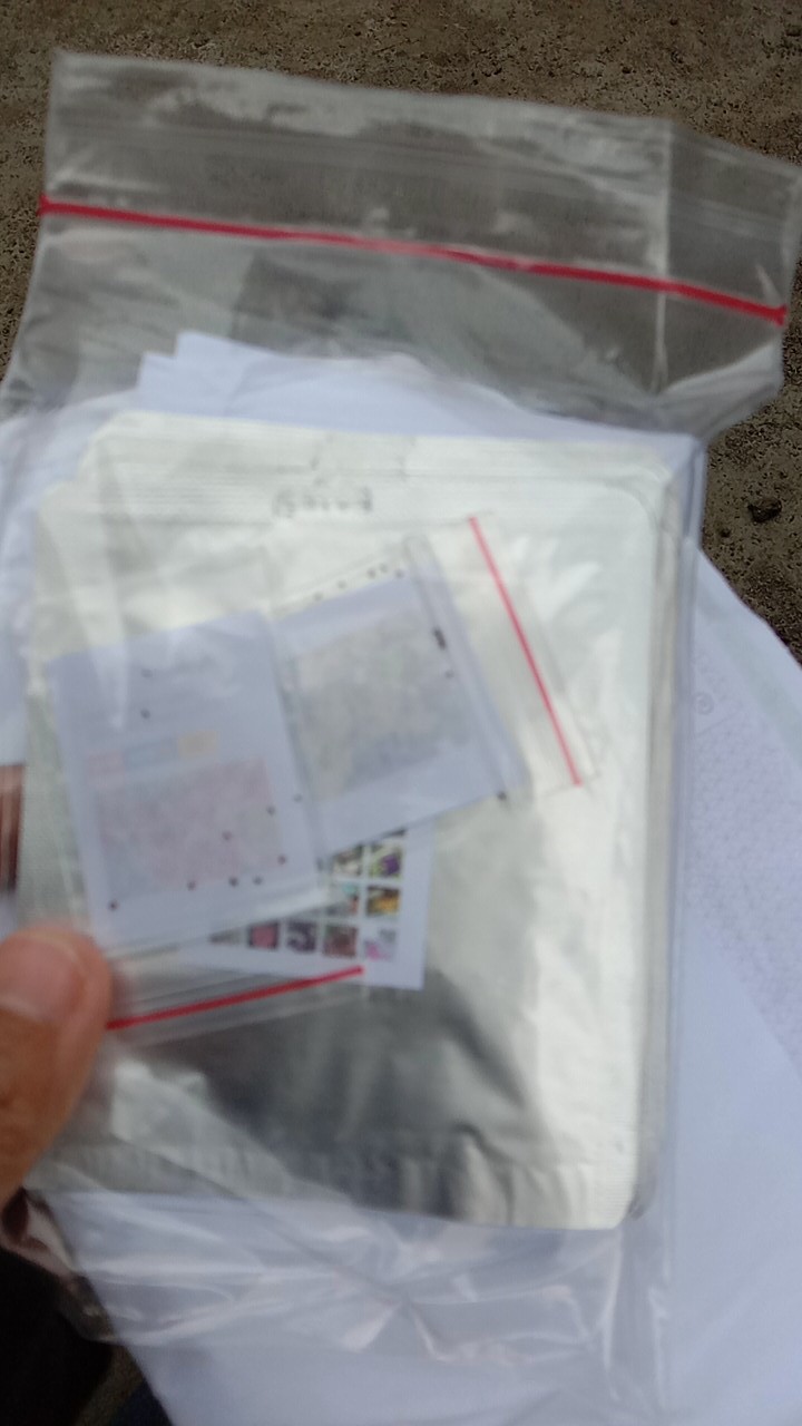 Benih Biji Bunga Antirrhinum Tom Thumb Mixed (very Easy To Grow)