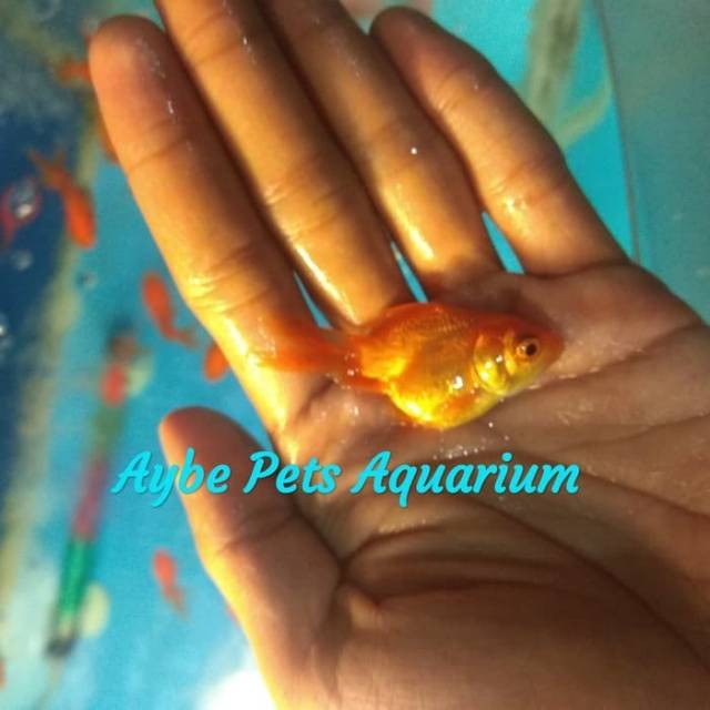 Ikan Hias Mas Koki
