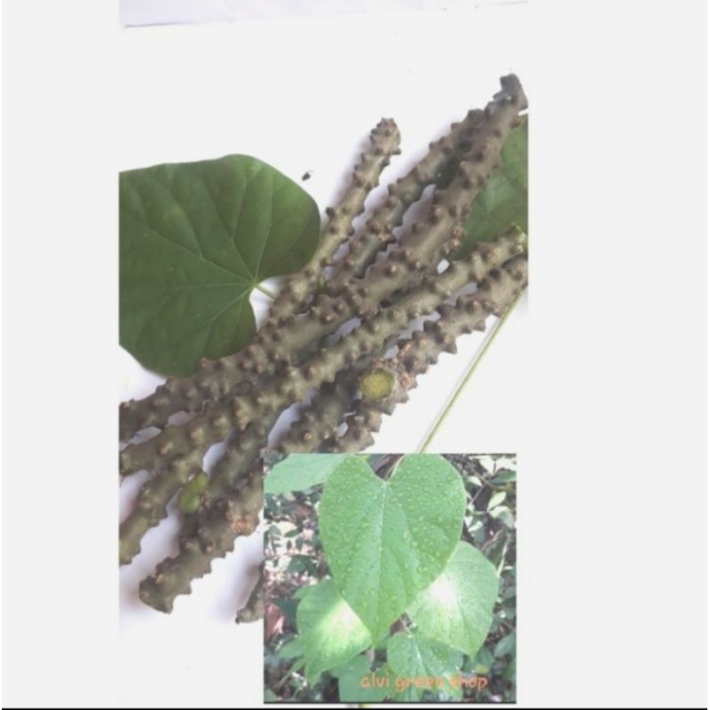 

Paket daun dan batang Brotowali