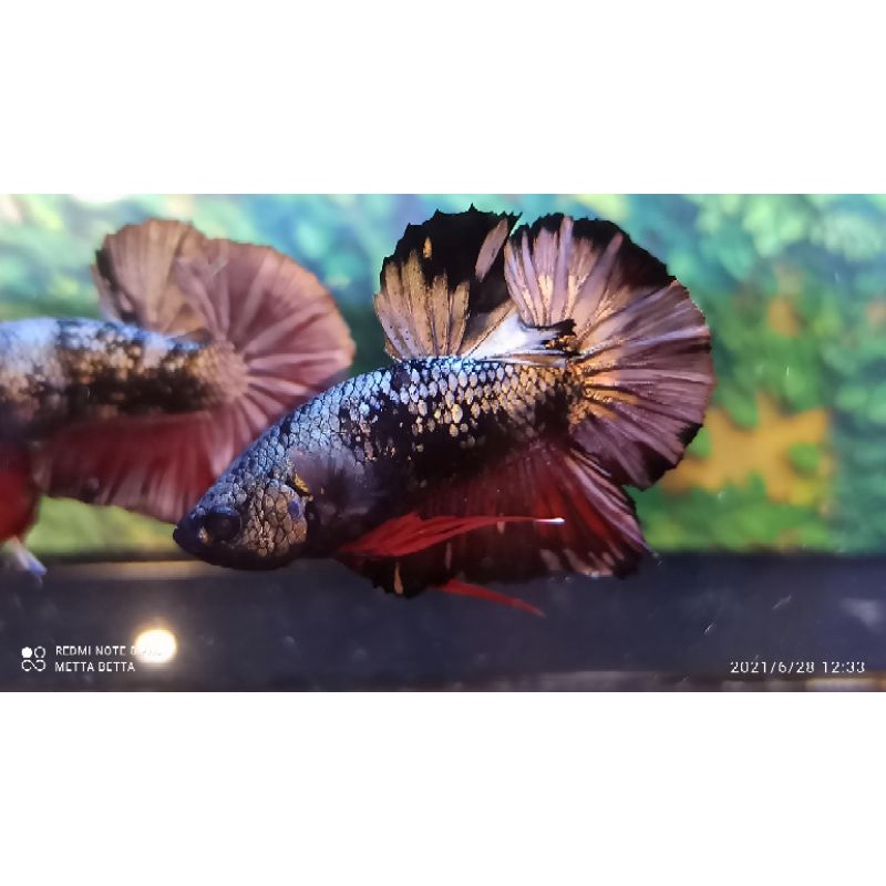 Avatar Jabrik Copper