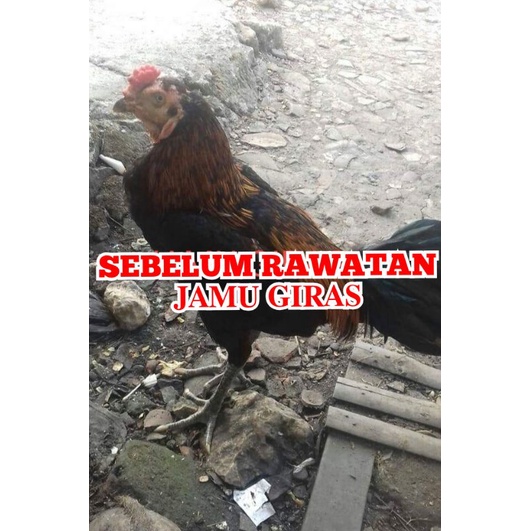 JAMU AYAM SAKIT KUNING OBAT HERBAL AYAM DROP