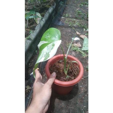 Monstera White Tiger