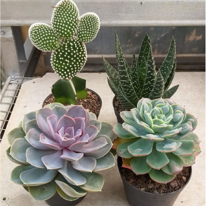 Paket sukulen kaktus jumbo