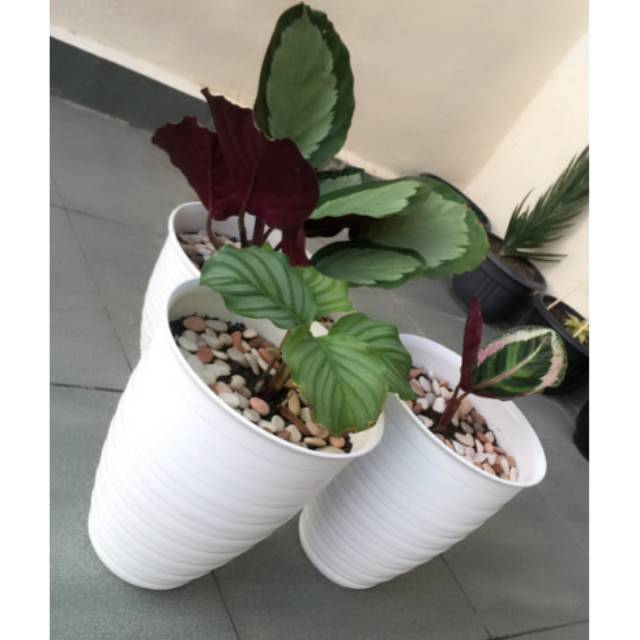 Pot bunga tawon putih tinggi PIRUS 21cm Shopee Indonesia Pot bunga tawon putih tinggi PIRUS 21cm Shopee Indonesia