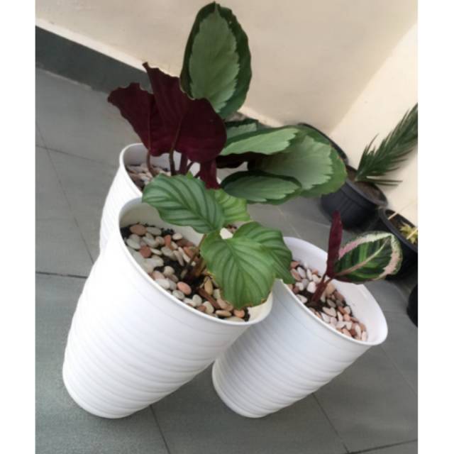  Pot  bunga tawon putih  tinggi PIRUS 21cm Shopee  Indonesia