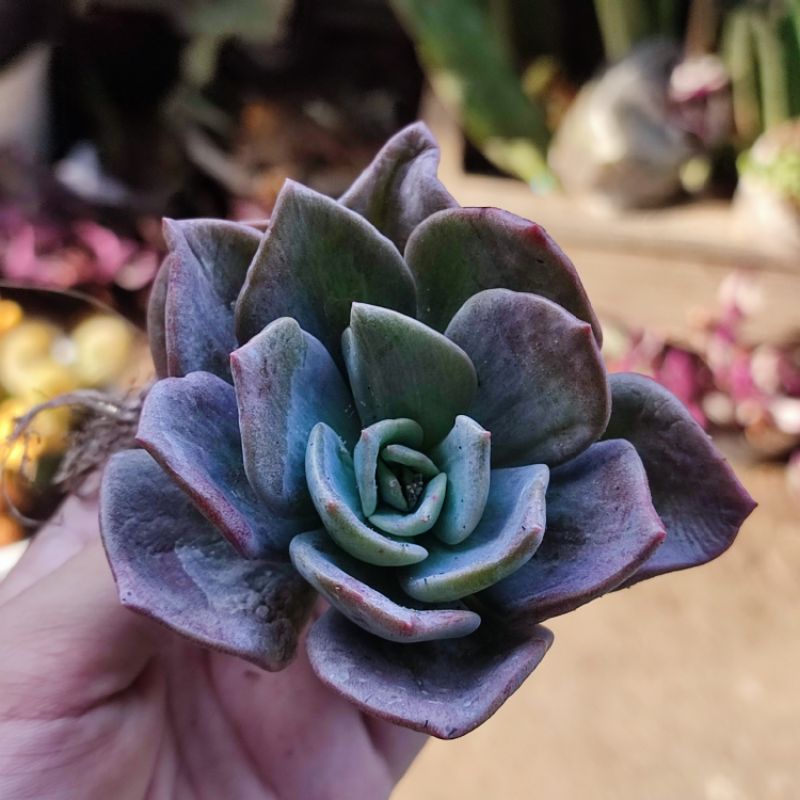 Sukulen Graptoveria Albert Baynes