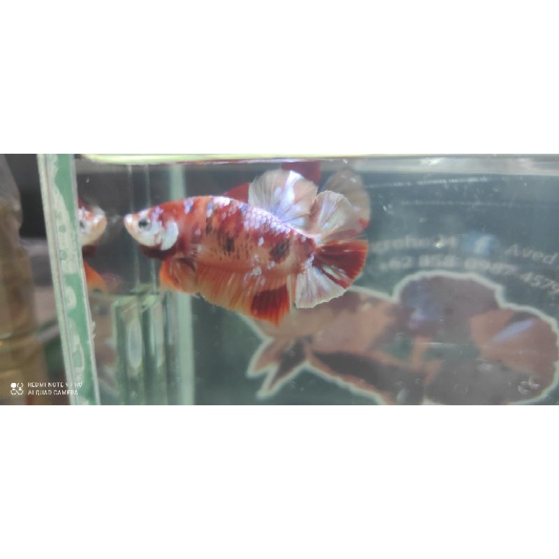 Cupang koi galaxy, nemo, yellowbase, multicolor