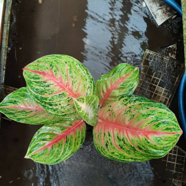 Tanaman Hias Aglonema Andini / Tanaman Hias Hidup / Bunga Hias Murah / Tanaman Import Murah