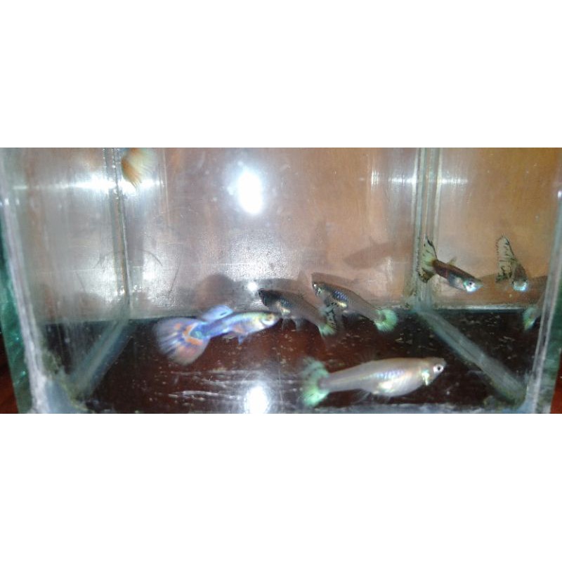 ikan guppy cendolan 2 pasang/pasangan