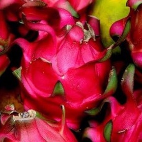 BIBIT STEK BUAH NAGA MERAH MANIS BESAR JUMBO GENJAH BAHAN CUTTING BATANG