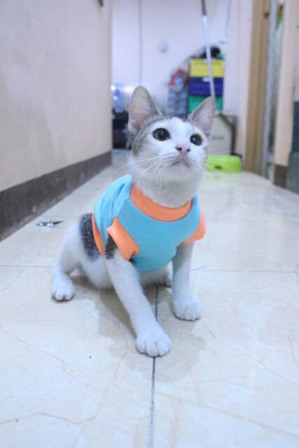 Kaos ucansee lucu untuk kucing dan anjing lucu / baju kucing murah size S-XL