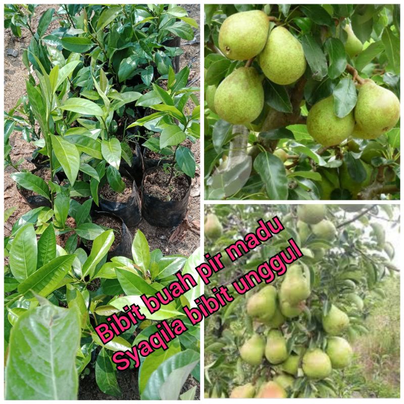 Bibit buah pir madu