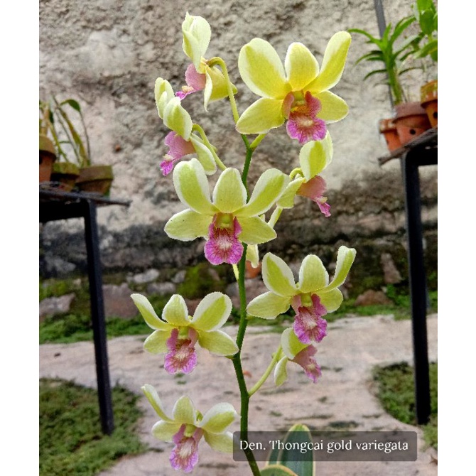 Anggrek Dendrobium Variegata 2 Varian