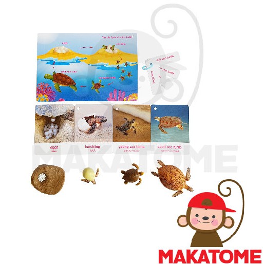 Life Cycle Figurine Siklus Hidup - Turtle figurin kura kura