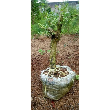 BAHAN BONSAI SANTIGI KARANG