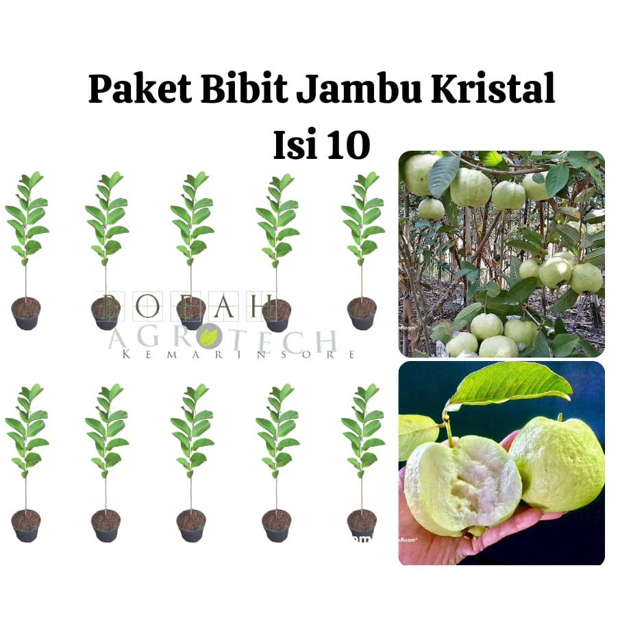 Paket Hemat Bibit Jambu Kristal Okulasi Isi 10 Bonus Bibit Strawberry+Polibag