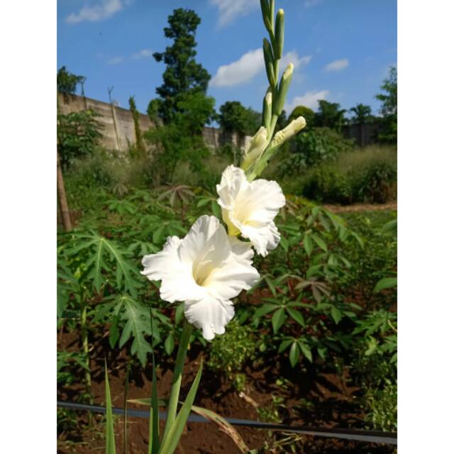 Umbi Gladiol Putih cantik