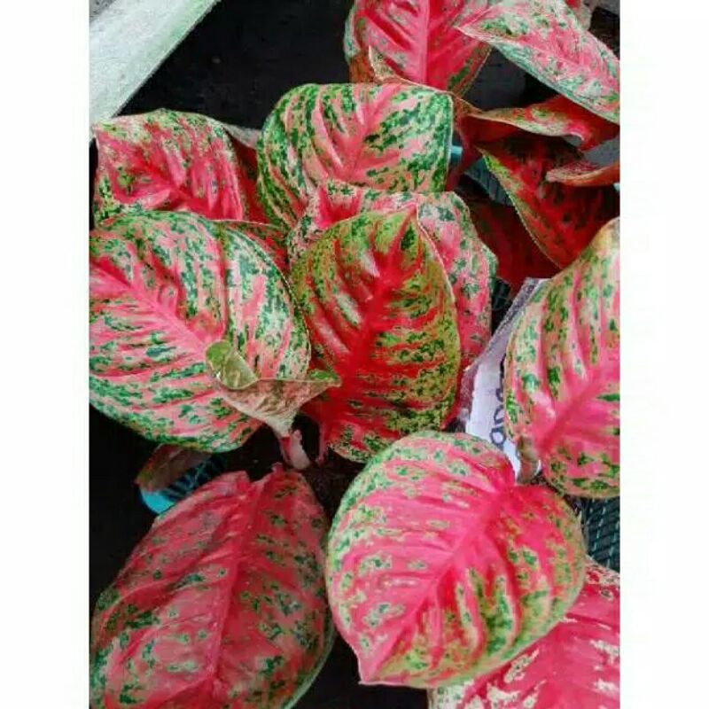 Aglonema wulandari-Tanaman hias-PROMO-Aglonema wulandari-Wulandari-PROMO AGLONEMA WULANDARI  MURMER