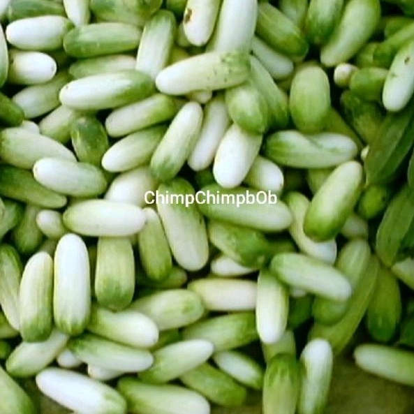 

BABY TIMUN ACAR SEGAR 500 GRAM / BABY CUCUMBER LOCAL FRESH