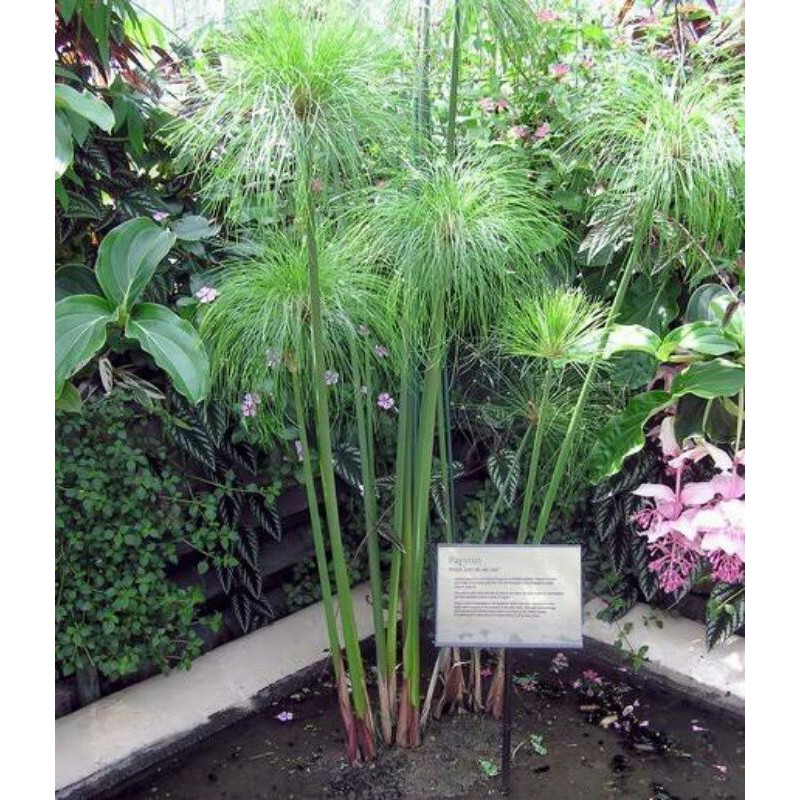 bibit tanaman hias giant papyrus
