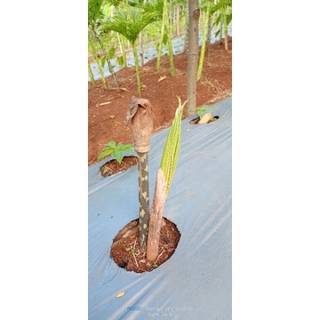 Bunga spora porang hitam dan hijau 1 tongkol+umbi