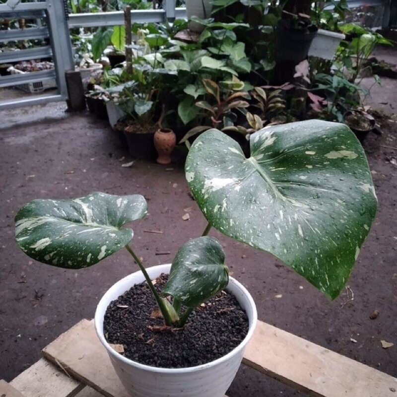 bonggol monstera thailand (monthai varigata)