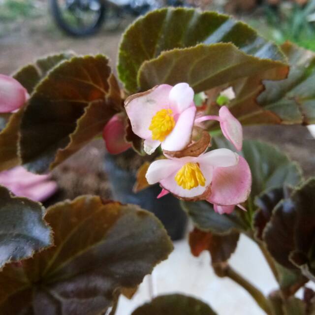 Tanaman hias begonia - begonia bunga pink - bibit tanaman - tanaman hias - begonia