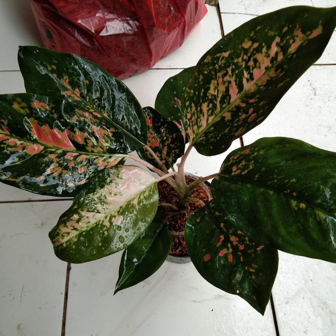 Tanaman Hias Aglonema Kochin Tembaga Indukan Janeamarashop