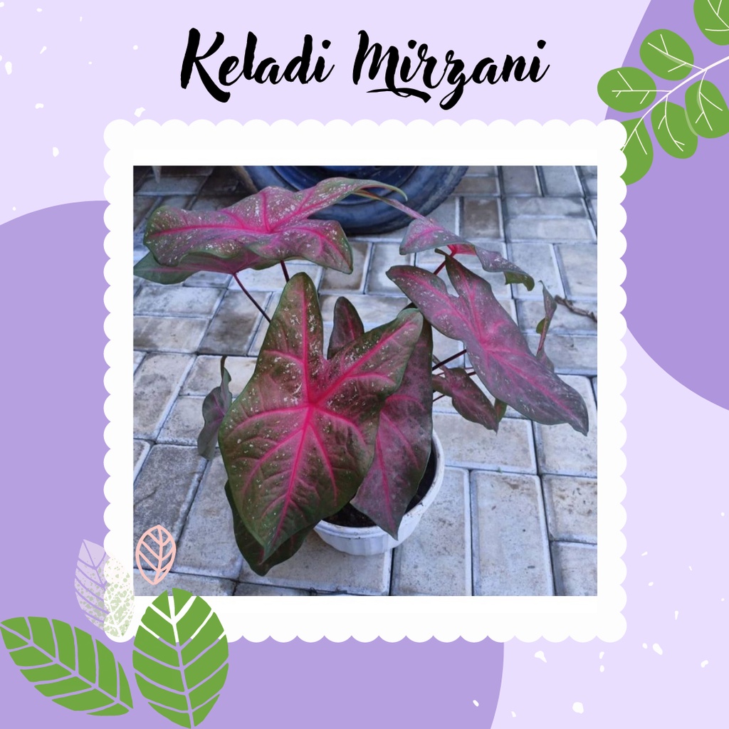 Keladi Mirzani tanaman Hias Bibit Keladi Mirzani Tanaman Hias Caladium Mirzani