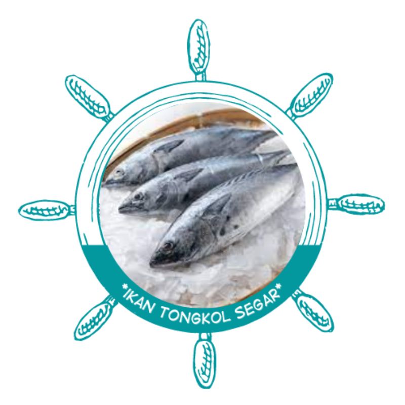 Tongkol tuna segar | tongkol tuna besar | ikan tongkol fresh | ikan tongkol segar surabaya