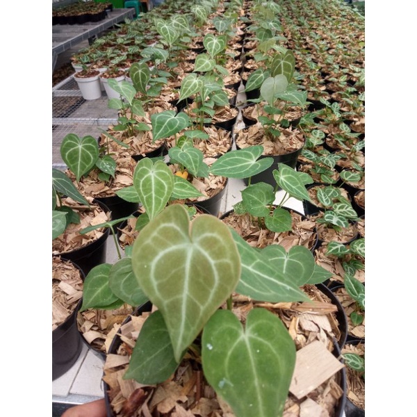 Anthurium clarinervium