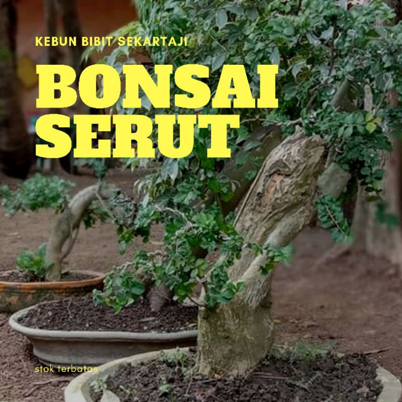 BONSAI SERUT/STREBLUS ASPER SUPER